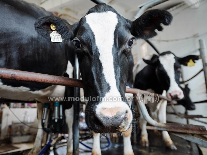 Governo de MG aumenta tributação sobre leite em pó...