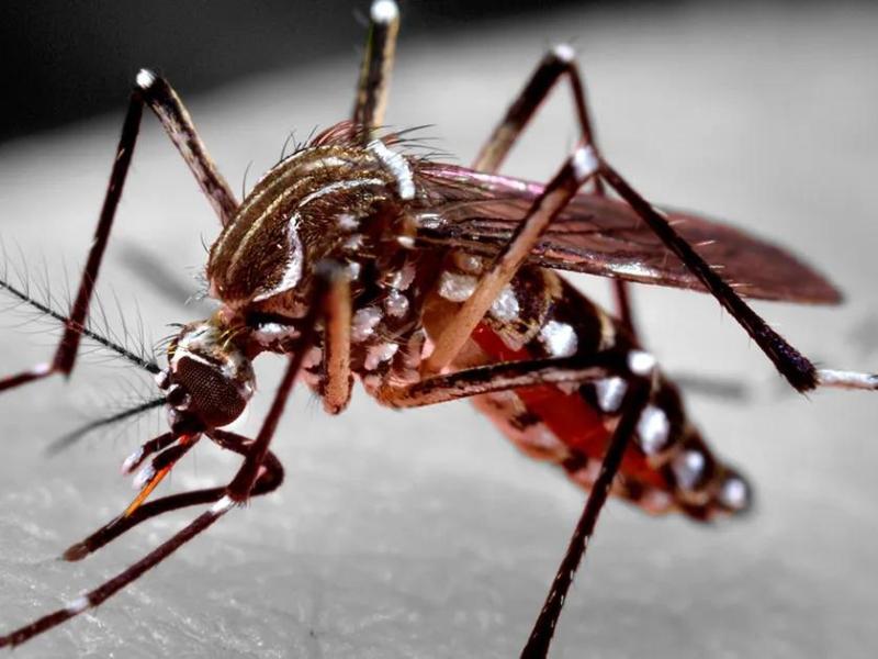 Prefeitura de Patrocínio realiza mutirão de limpeza para combater criadouros do mosquito da dengue