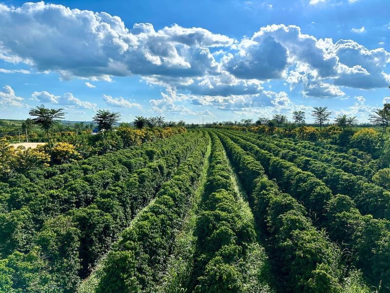 Cerrado mineiro comemora Dia Nacional do Café com foco...