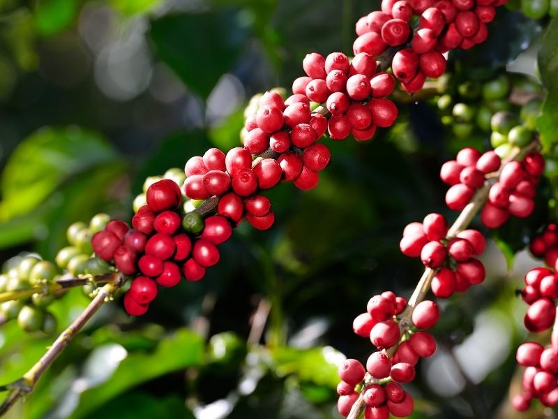 Região do Cerrado Mineiro é reconhecida como Arranjo Produtivo Local da cafeicultura