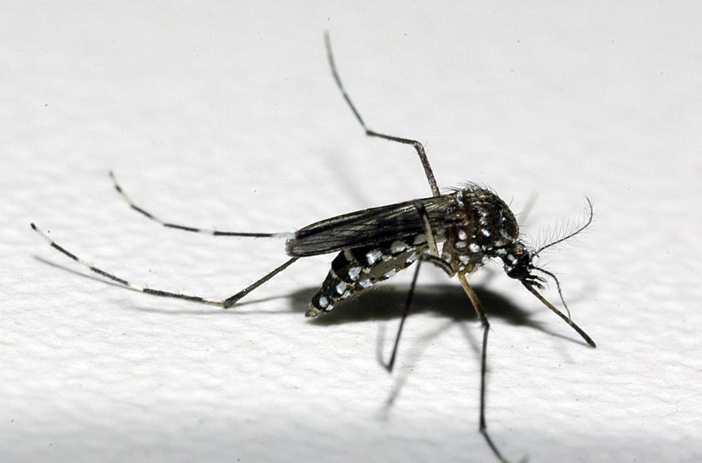 MG declara fim da emergência em saúde; Patrocínio tem três mortes por dengue e um infectado por chikungunya