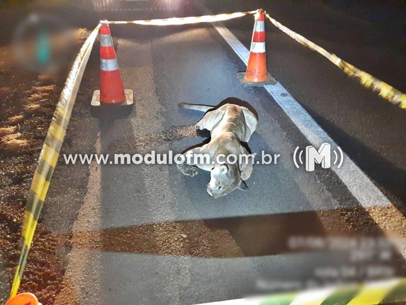 Onça morre em colisão com caminhão na BR-365 em...