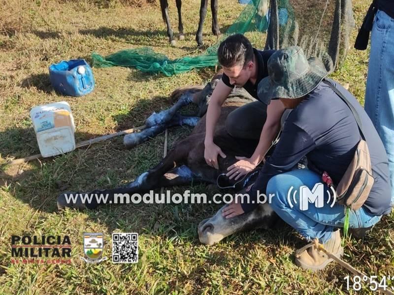 Cavalo morre após 15 dias de sofrimento em caso de maus-tratos em Patrocínio