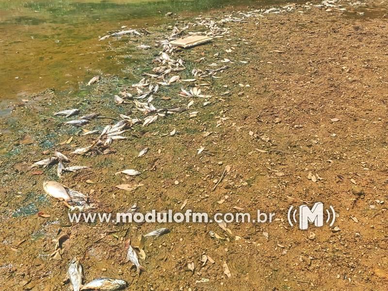 Núcleo de Emergências Ambientais e Polícia Ambiental investigam grande número de peixes mortos encontrados no Rio Paranaíba