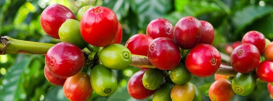 Com café como destaque, exportações do agro mineiro atingem...