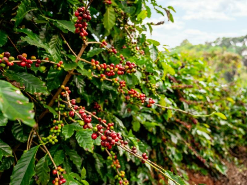 Liderando no café, Patrocínio se destaca entre os 100 municípios mais ricos do agronegócio no Brasil