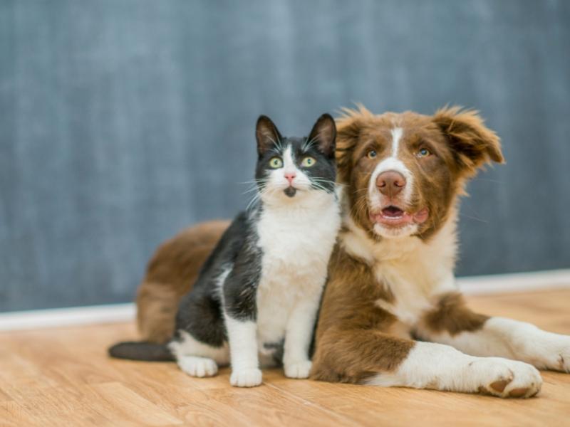 Mutirão de castração gratuita de cães e gatos será realizado em Patrocínio a partir de 19/10