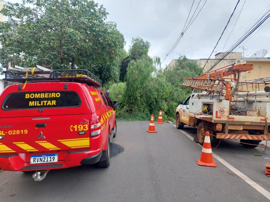 Imagem 1 do post Bombeiros retiram árvore de 15m de altura que caiu na Avenida José Maria de Alkimim