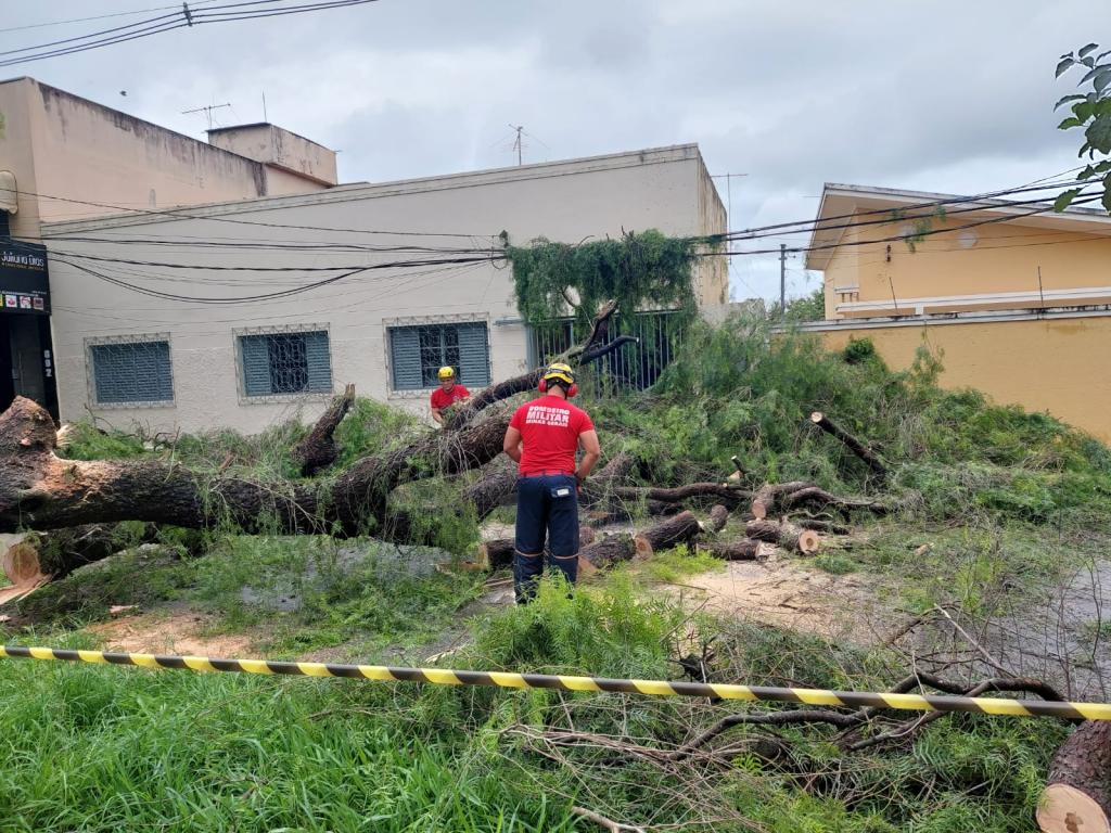 Imagem 2 do post Bombeiros retiram árvore de 15m de altura que caiu na Avenida José Maria de Alkimim