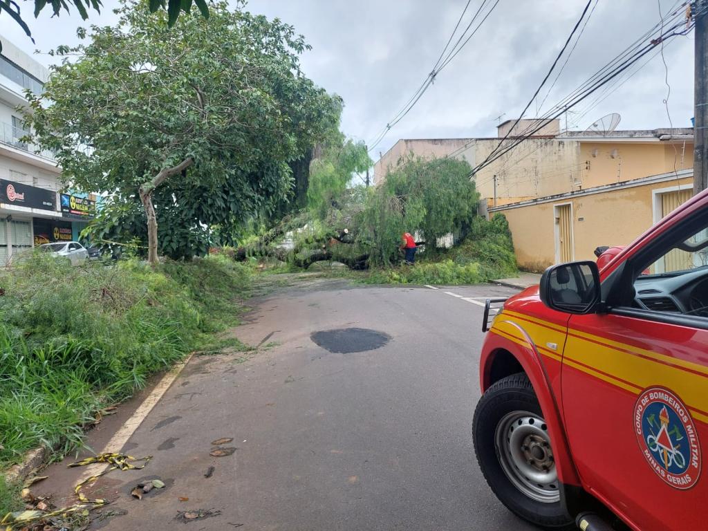 Bombeiros retiram árvore de 15m de altura que caiu na Avenida José Maria de Alkimim