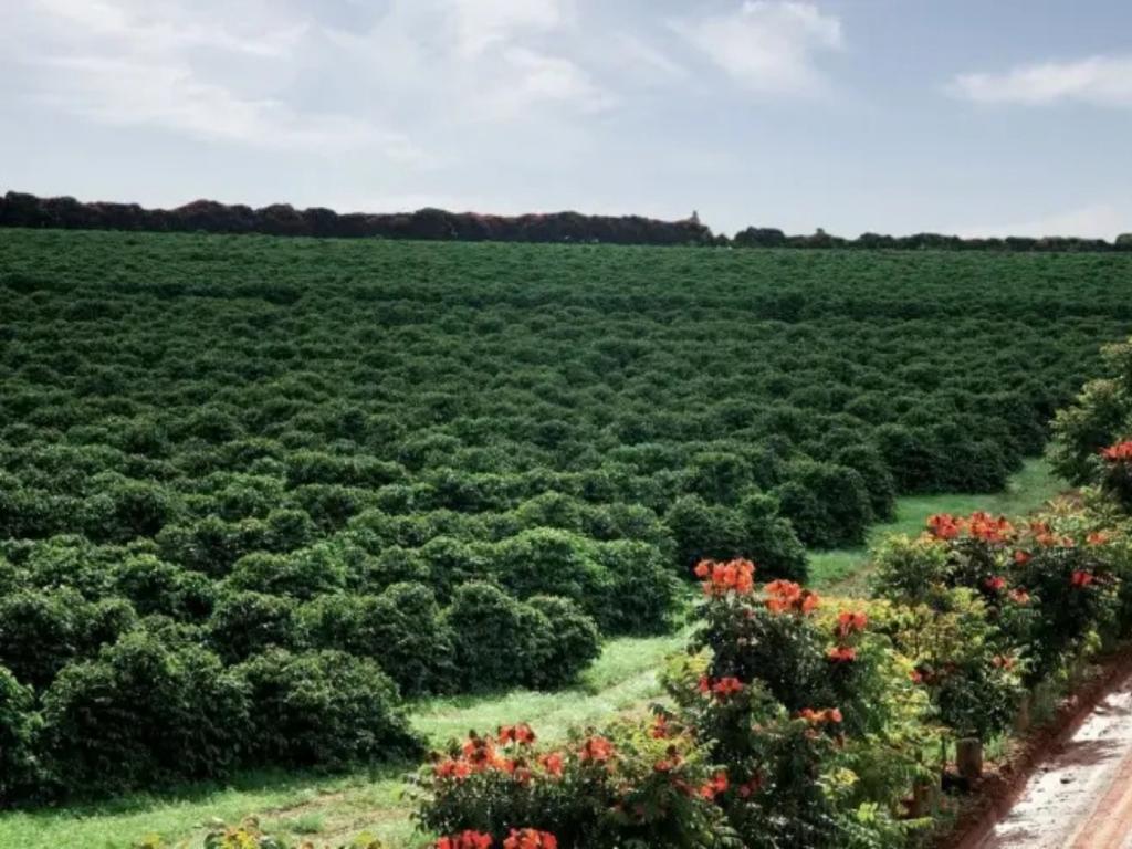 Café do Cerrado Mineiro registra crescimento de 160% na certificação de origem em 2024