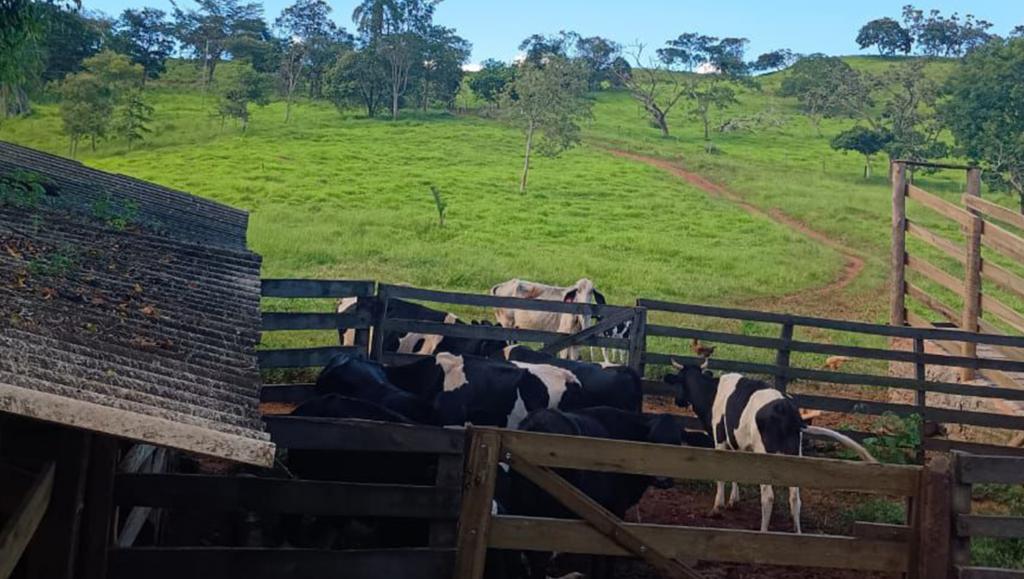 Polícia Militar prende 3 homens em flagrante e impede furto de gado em fazenda entre Patrocínio e Iraí de Minas