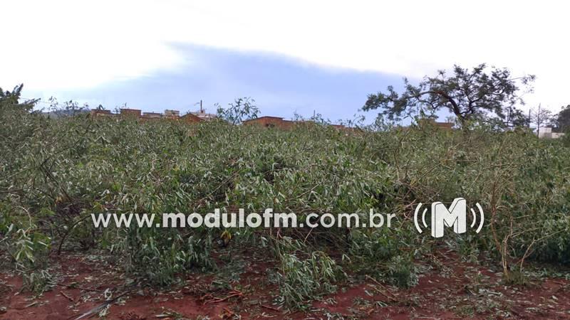 Imagem 3 do post Temporal com ventos fortes causa queda de árvores e transtornos em Patrocínio e região