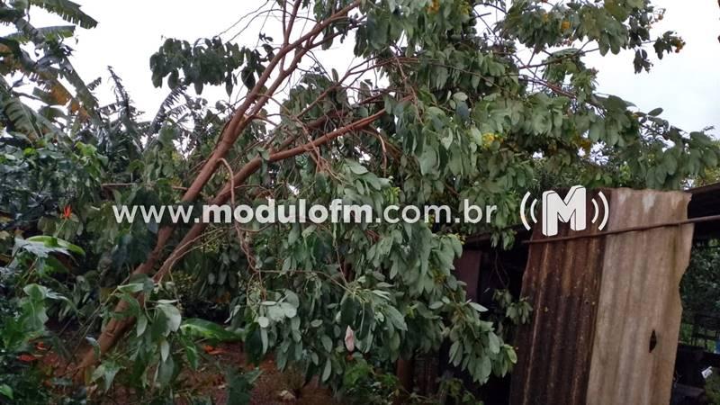 Imagem 6 do post Temporal com ventos fortes causa queda de árvores e transtornos em Patrocínio e região