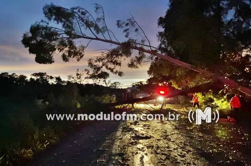 Temporal com ventos fortes causa queda de árvores e transtornos em Patrocínio e região