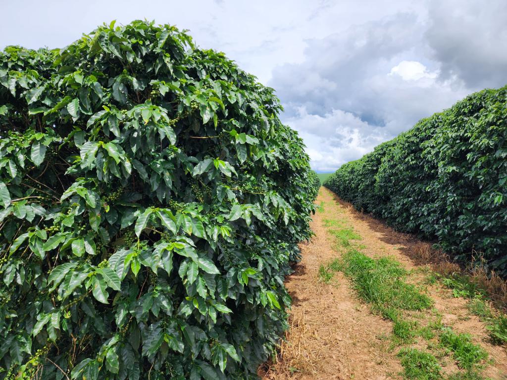 Imagem 2 do post Empresários de Angola visitam fazenda em Serra do Salitre para troca de conhecimentos sobre café e vinhos