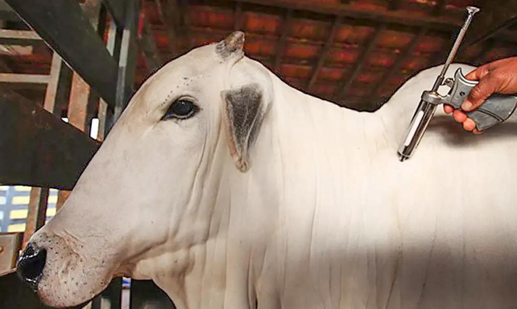 Patrocínio institui programa de vacinação contra brucelose bovina para pequenos produtores