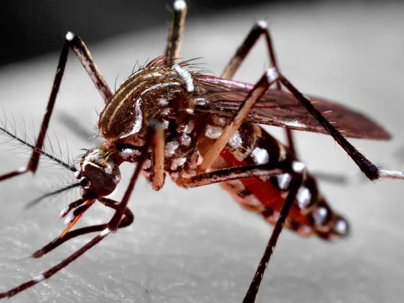 Prefeitura faz novo monitoramento com drones para combater o Aedes aegypti