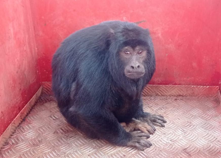 Macaco bugio ferido é resgatado pelo Corpo de Bombeiros em Monte Carmelo