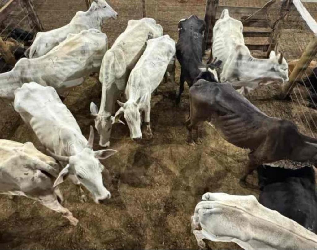 Gado furtado é encontrado em leilão de Patos de Minas e surpreende compradores Gado furtado é encontrado em leilão de Patos de Minas e surpreende compradores