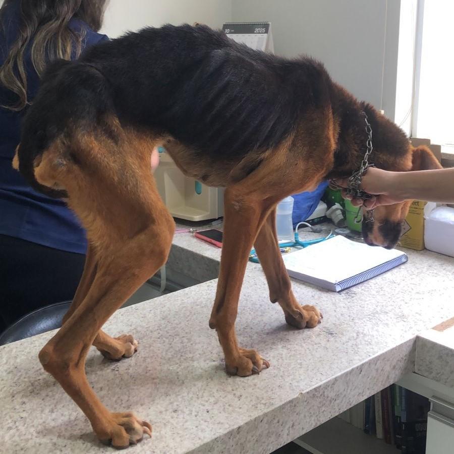 Maus-tratos de animal: cão é resgatado após meses de abandono em Coromandel