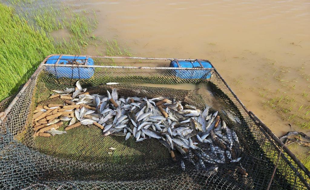 Flagra na represa: pescador é preso com 68 kg de peixes nativos durante a piracema