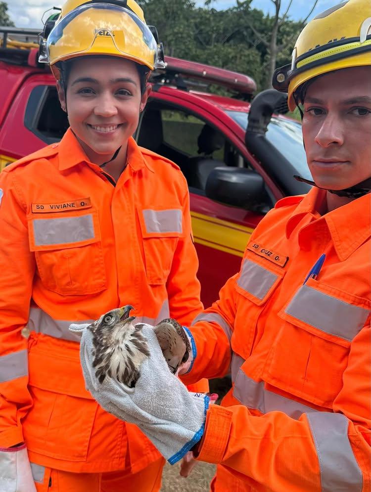 Imagem 1 do post Gavião é resgatado após ser encontrado dentro de estabelecimento comercial em Patrocínio
